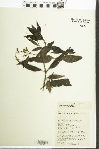 Image of Prostanthera lasianthos