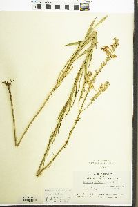 Physostegia virginiana image