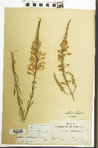 Physostegia virginiana image