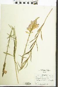 Physostegia virginiana image