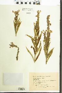 Physostegia virginiana image