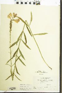 Physostegia virginiana image