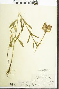 Physostegia virginiana image