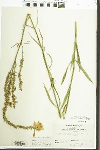 Physostegia virginiana image