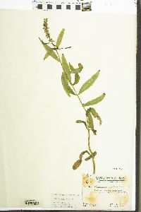 Physostegia speciosa image