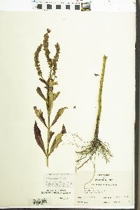 Physostegia virginiana subsp. virginiana image