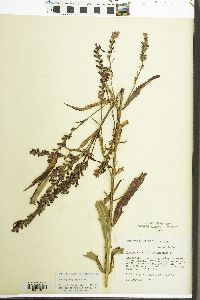 Physostegia virginiana image