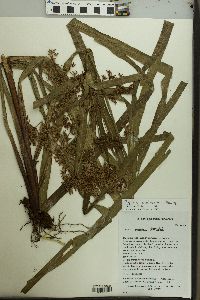 Image of Cyperus andreanus