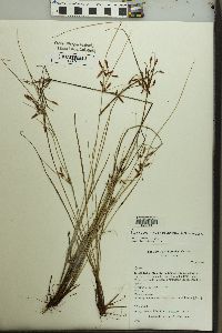 Cyperus subcastaneus image