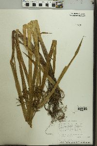 Cyperus andreanus image