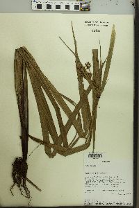 Cyperus andreanus image