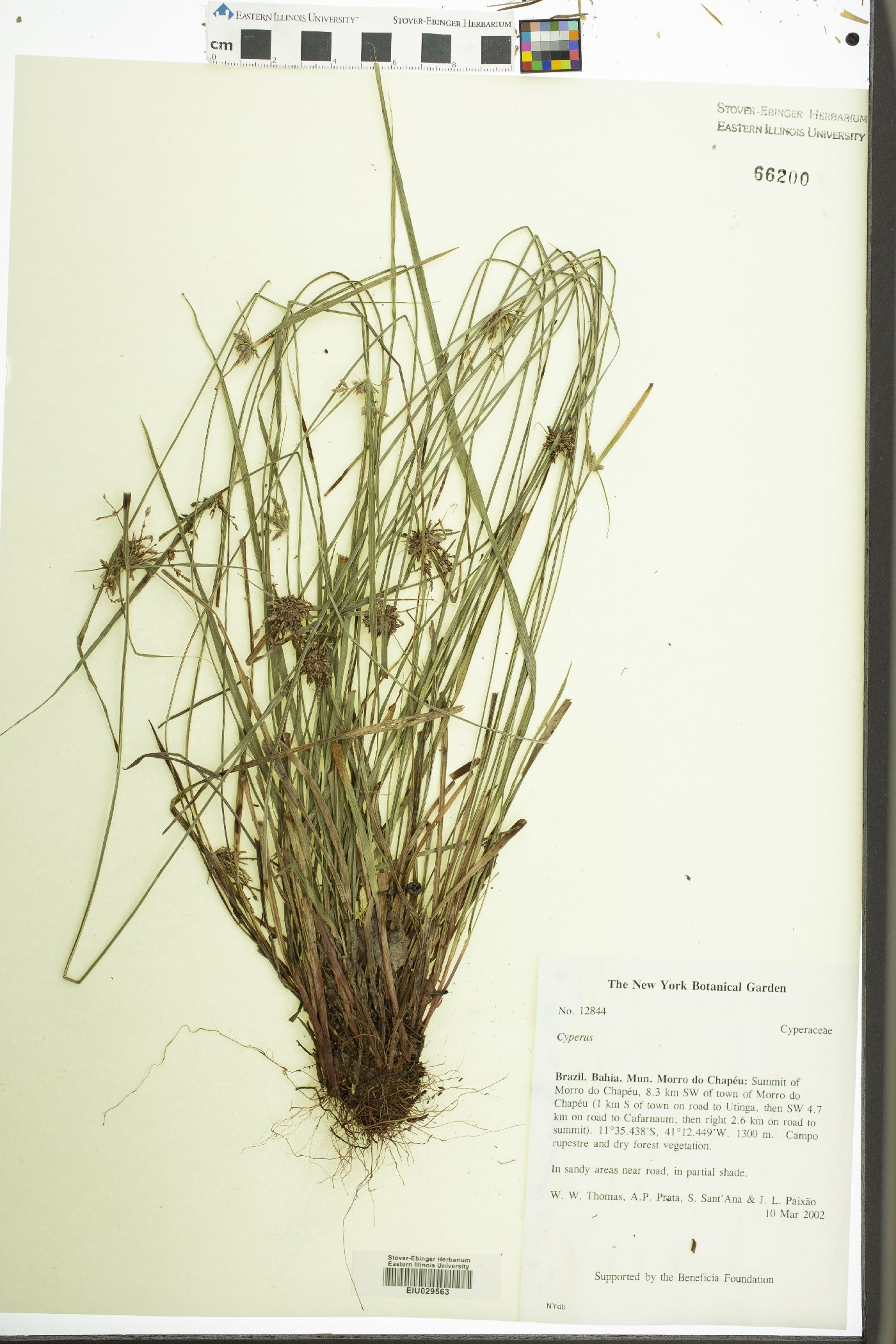 Cyperus consors image