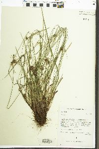 Cyperus consors image
