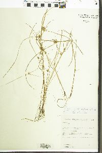 Cyperus pseudodistans image