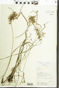 Cyperus kappleri image