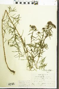 Pycnanthemum virginianum image