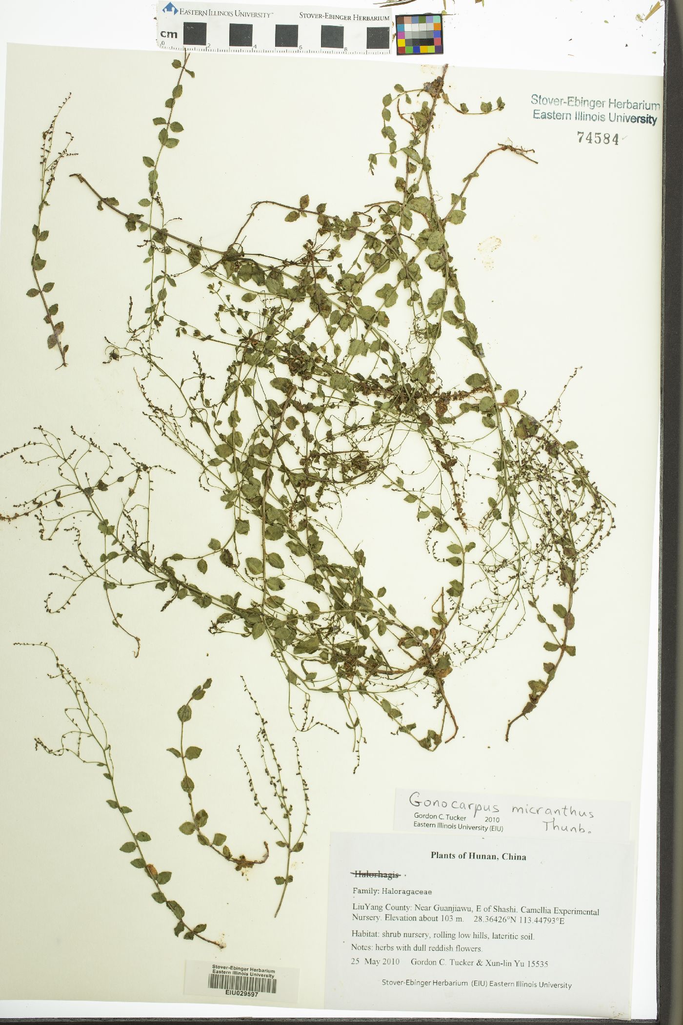 Gonocarpus micranthus image