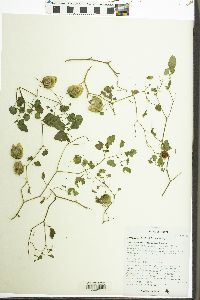 Physalis hederifolia image