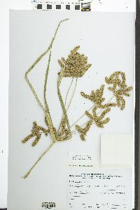 Cyperus alopecuroides image