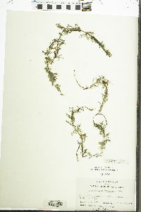 Myriophyllum sibiricum image