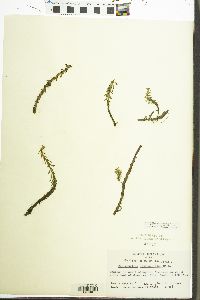 Myriophyllum heterophyllum image