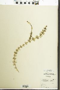 Myriophyllum sibiricum image