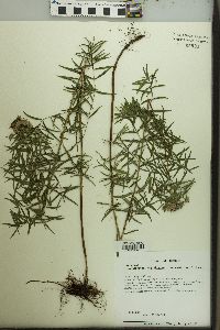 Pycnanthemum virginianum image