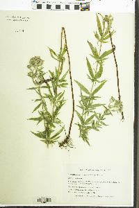 Pycnanthemum virginianum image