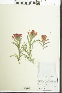 Castilleja integra image