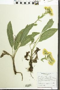 Solidago rigida image