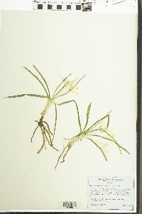 Leucocrinum montanum image