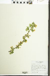 Ribes aureum image