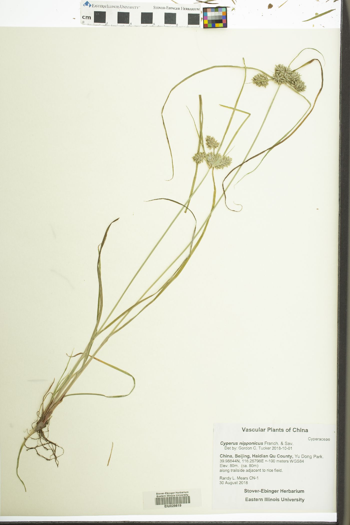 Cyperus nipponicus image