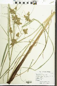 Cyperus glomeratus image