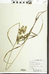 Cyperus microiria image