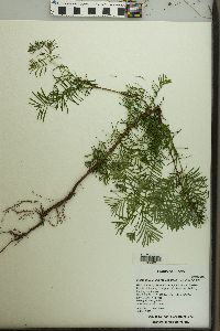 Metasequoia glyptostroboides image