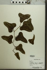 Smilax bona-nox image