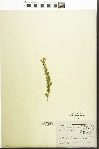 Scutellaria drummondii image