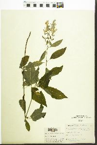 Scutellaria incana image