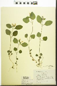 Scutellaria elliptica image