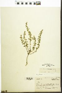 Scutellaria drummondii image