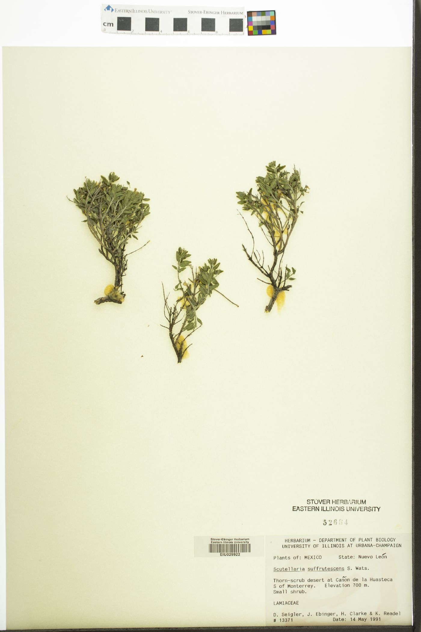 Scutellaria suffrutescens image