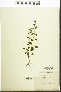 Scutellaria seleriana image