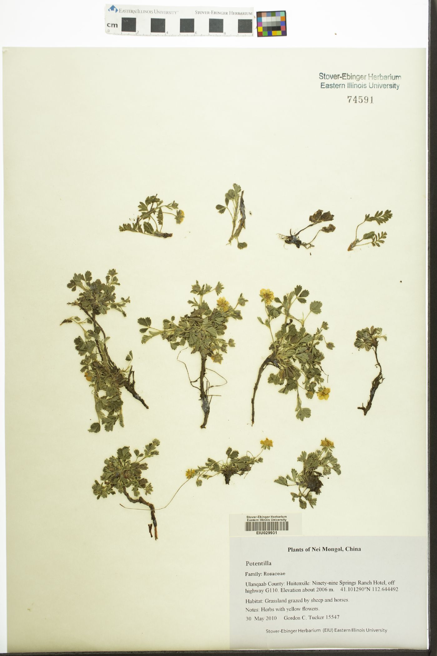 Potentilla chrysantha image
