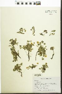 Image of Potentilla chrysantha