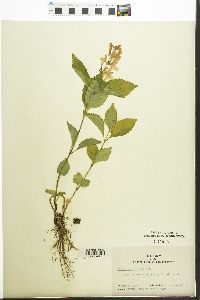 Scutellaria serrata image