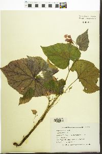 Begonia grandis image