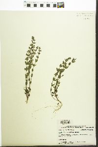 Scutellaria parvula image