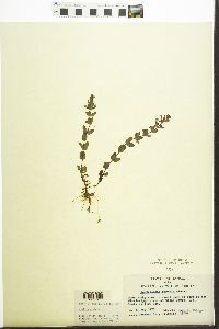 Scutellaria parvula image