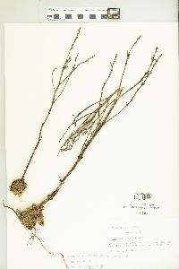 Epifagus virginiana image